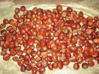 Chestnut Roasted And Peeled Organic Chest Nut / Fresh Raw Chestnuts For Sale