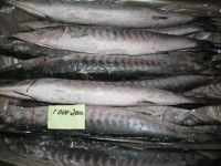 FROZEN W/R BARRACUDA FISH, Mackerel frozen fish, Frozen Barracuda Fish