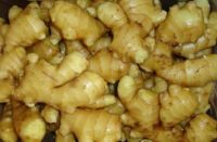 Wholesale organic fresh ginger FACTORY price