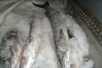 Frozen Barracuda Fish, Sardine Fish, Anchovy Fish Available