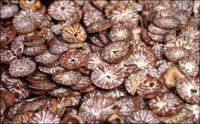 100% Betel nuts for sale