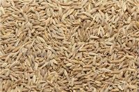 Natural organic cumin for sale