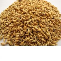 Barley for Feed Purpose.