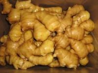 China 1kg fresh ginger price with high quality