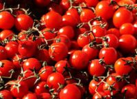 Farm Fresh Red Tomatoes