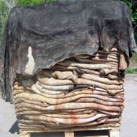 Salted Donkey, Cow and BuffaloHides, Donkey Hides,Cow Hides , Bird Feathers,Dry And Wet Salted Donkey/Horse Hides/Wet Cow Hides