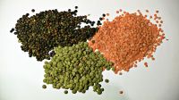 Exporters of lentils, Wholesale suppliers of lentils, Organic lentils