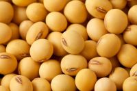 Certified Premium Quality Food Organic Soybean/ Soya Bean/ Soybeans Seeds