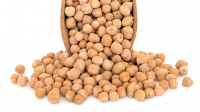 High Quality Chickpeas Exporters form Canada