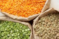 Organic Red Lentils, Exporters of lentils in India, Wholesale Suppliers of Lentils (Split & Whole)