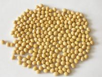 Premium Quality Organic Soybean / Soya bean / Soybeans Seeds From India at beat price