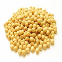 Premium Quality Organic Soybean / Soya bean / Soybeans Seeds From India