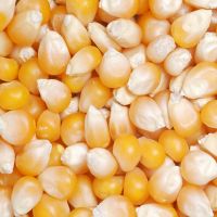 Yellow and White Corn, Dried Corn, Sweet Corn