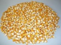 Corn Gluten Meal Exporters In Thailand 
