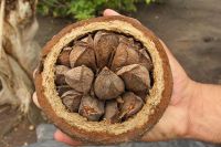 GRADE A BRAZIL NUTS EXPORTERS 