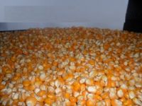 Maize, corn, yellow corn, white maize top deal at factory prices