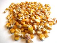 Wholesale NON GMO Dried & Frozen white and yellow corn/maize at Cheap Price, Popcorn Kernel for sale / Butterfly Popcorn and Mushroom Popcorn Kernels, Organic Wheat Flour and Wheat Flour For Sale with Discount price