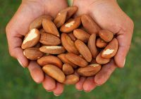 almond nuts, Betel Nuts, Brazil Nuts, Cashew Nuts, Pea Nuts, Basil Nuts, Walnuts