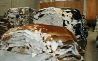 Wet Salted Cow Hides For sale in Middle East 