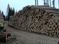 fresh Spruce logs