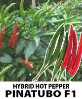 Hot Chili Pepper