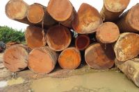 Teak timber logs available