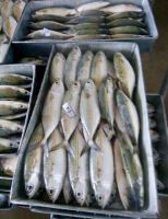 INDIAN MACKEREL