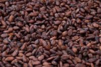 10000000000mt of cocoa beans available for sale