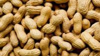 1000000000000000mt of peanut for sale