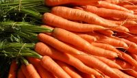 Carrot