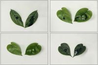 Silicone Agricultural Adjuvant RJ-7033