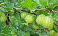 Irvingia gabonesis (African bush mango)