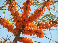 seabuckthorn