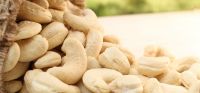 raw cashew nuts organic