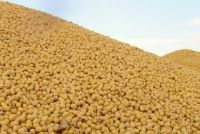 soybeans 