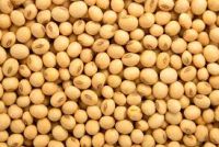 soybeans 