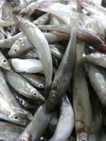 Fresh Ladyfish / Whiting