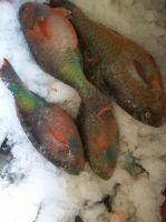 Fresh Parrotfish Hook Caught AA+