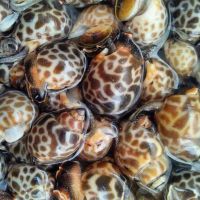 Live Topshell Snails