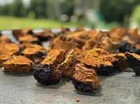 CHAGA MUSHROOM chunks