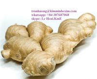 FRESH GINGER VIET NAM WITH HIGH QUALITY