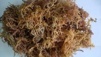 Sargassum seaweed in Vietnam