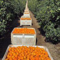 Naval Oranges,-Cara Cara-Blood (Moro) Orange-Tangerine-Clementine-Valencia Orange