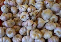 Fresh Garlic For Sale