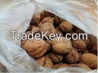 Walnuts in shell