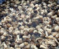 STRAW MUSHROOM IN BRINE