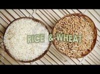 Rice and Wheat