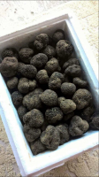  Fresh  truffles 