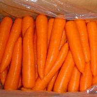 Fresh Carrot 