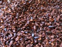 Cacao Nibs 